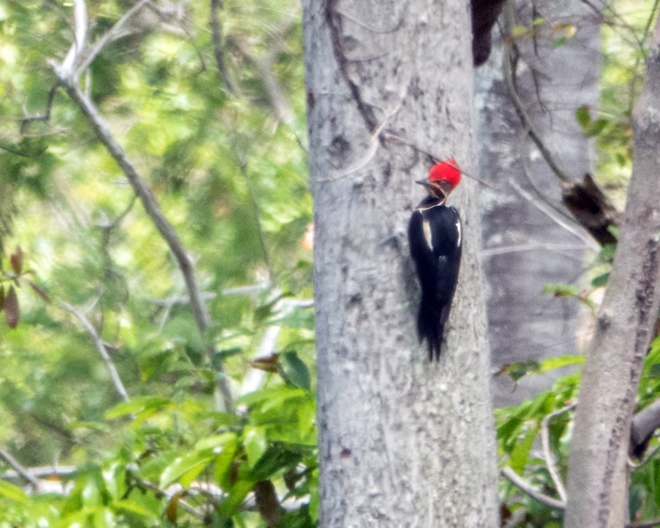 Lineated Woodpecker - ML609989139