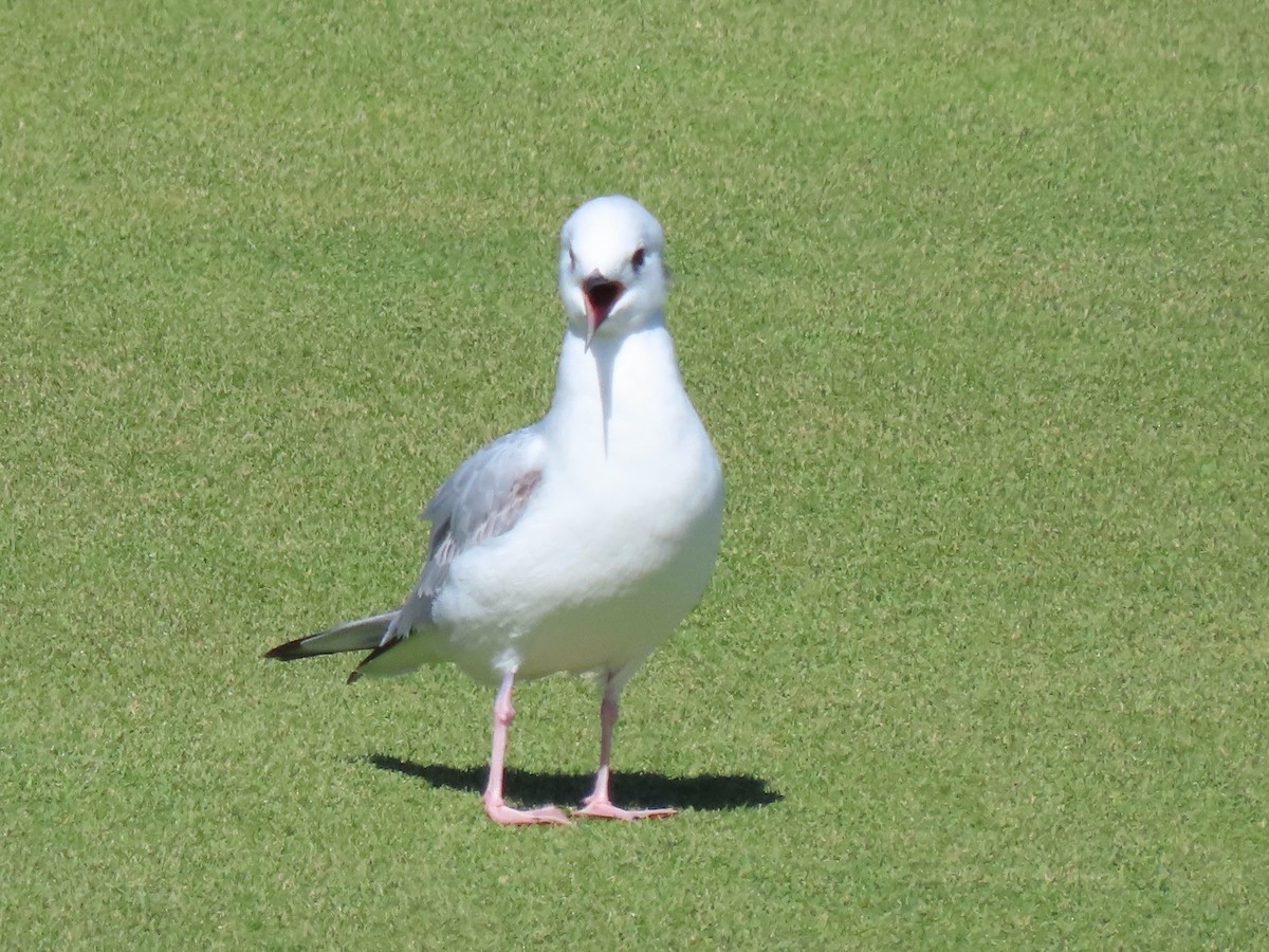 Bonaparte's Gull - ML609989169