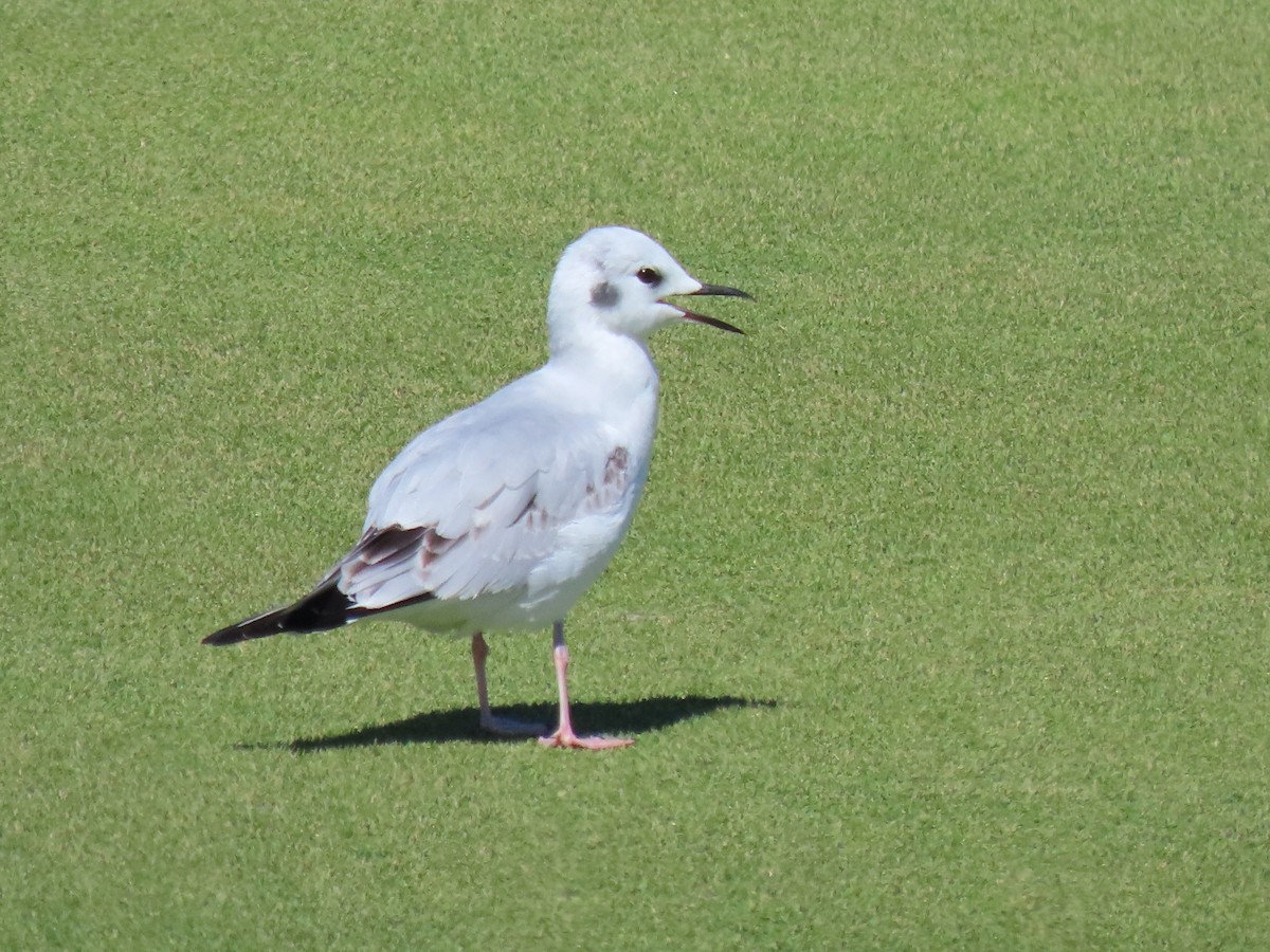 Bonaparte's Gull - ML609989171