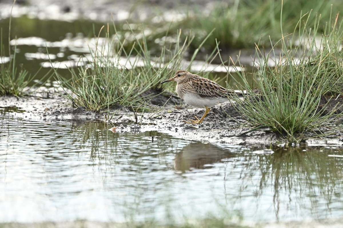 Pectoral Sandpiper - Michele McDermott