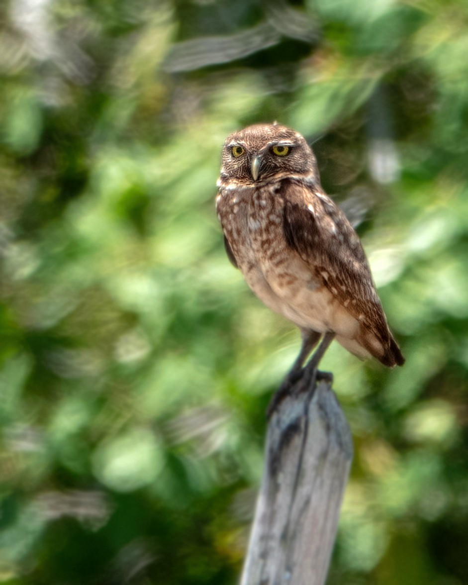 Burrowing Owl - Albino Paiva