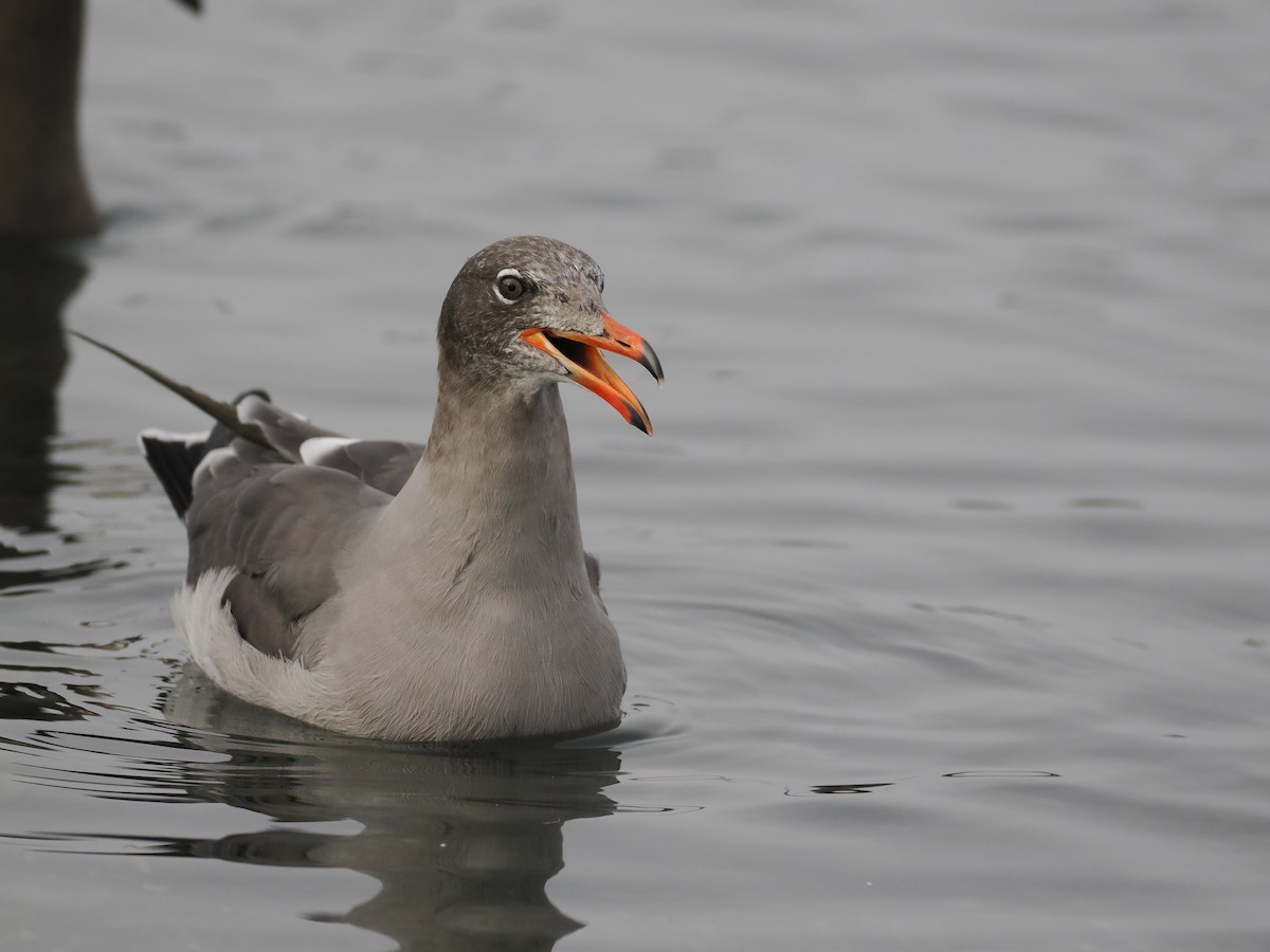 Heermann's Gull - ML609989259