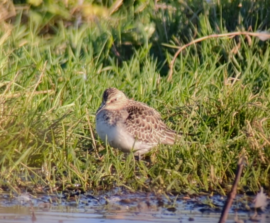 Baird's Sandpiper - ML609989296