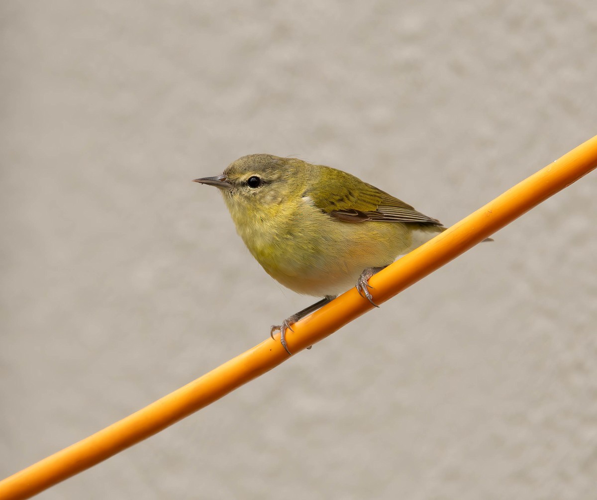 Tennessee Warbler - ML609989361