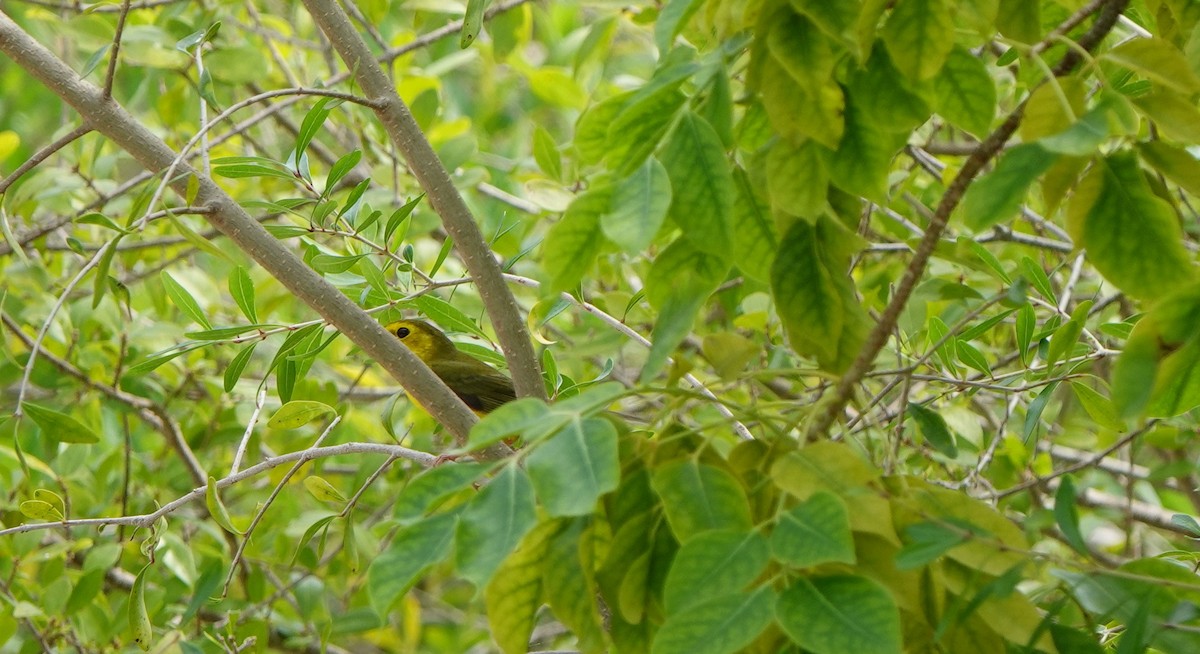 Hooded Warbler - ML609989400