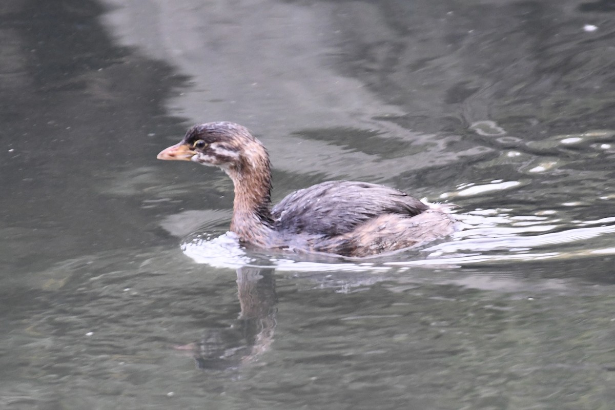 Pied-billed Grebe - ML609989414