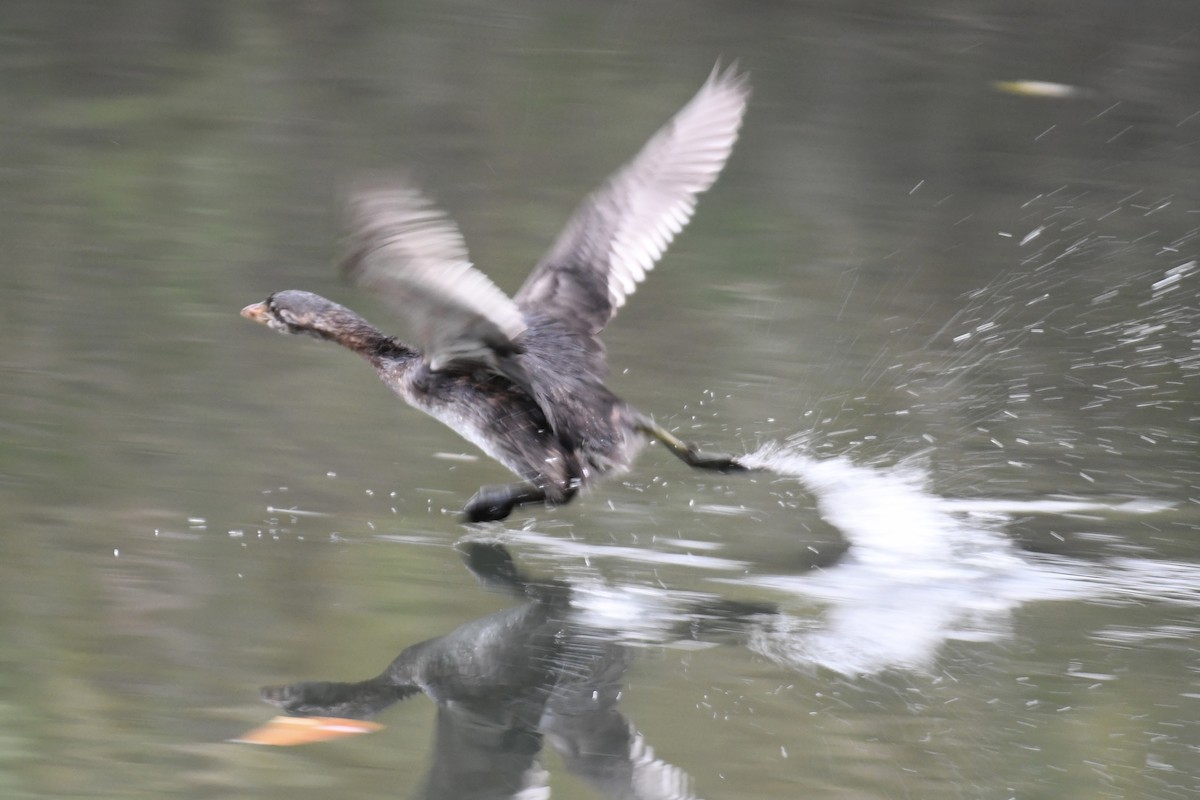 Pied-billed Grebe - ML609989417