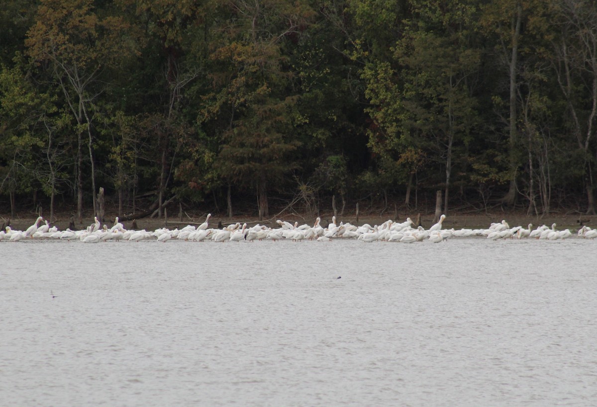 American White Pelican - ML609989437