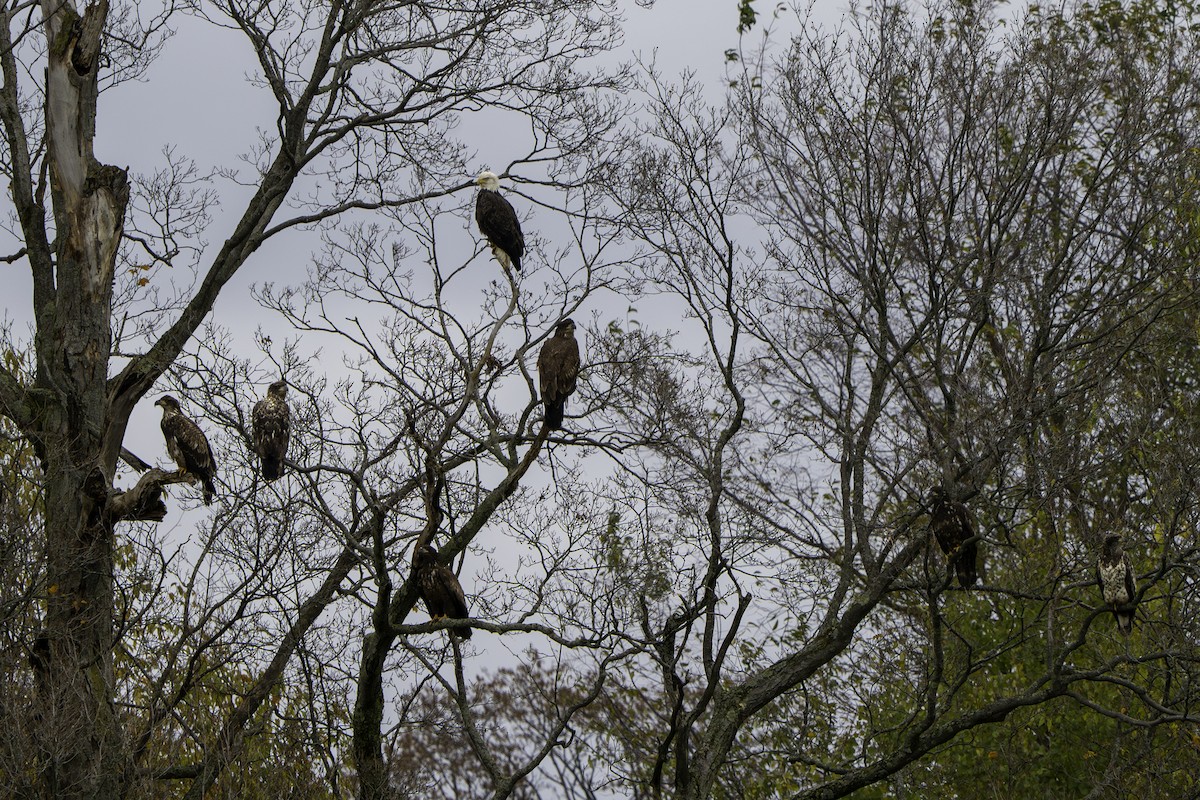 Bald Eagle - Ben Nieman