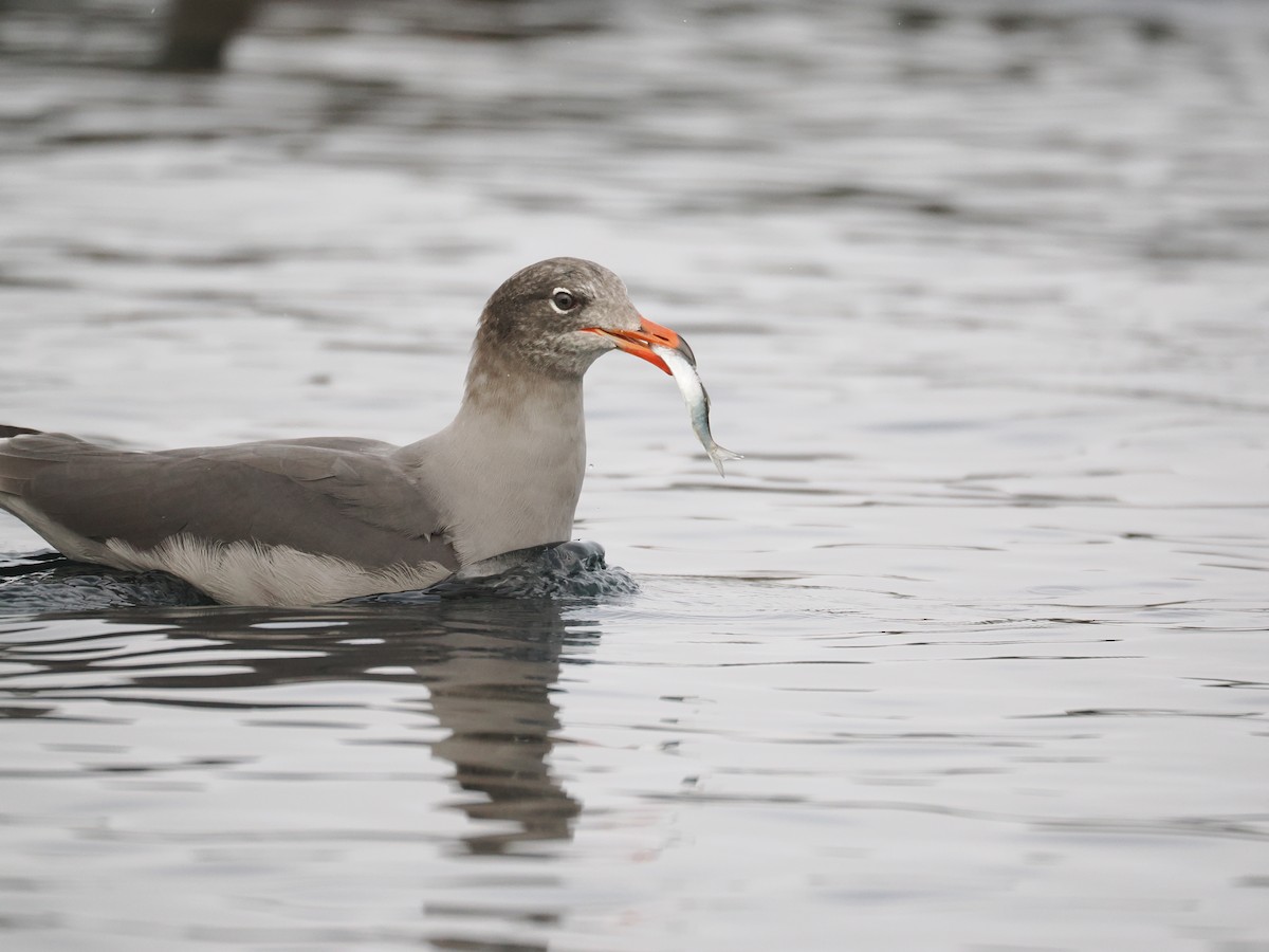 Heermann's Gull - ML609989490