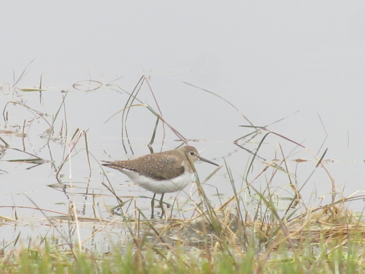 Solitary Sandpiper - ML609989492