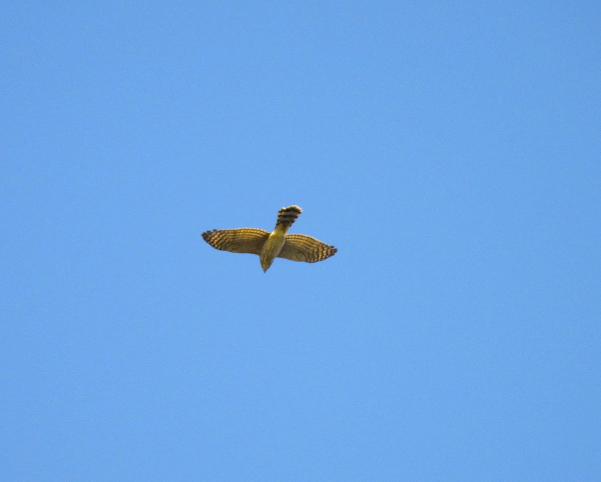 Sharp-shinned Hawk - ML609989517