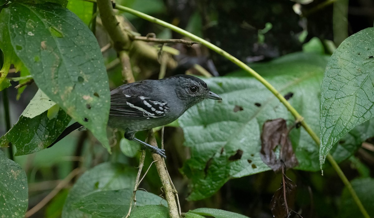 Variable Antshrike - ML609989689