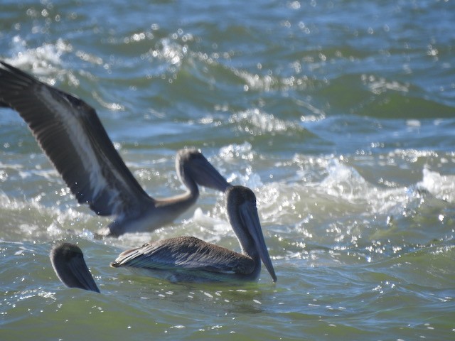 Brown Pelican - ML609989772