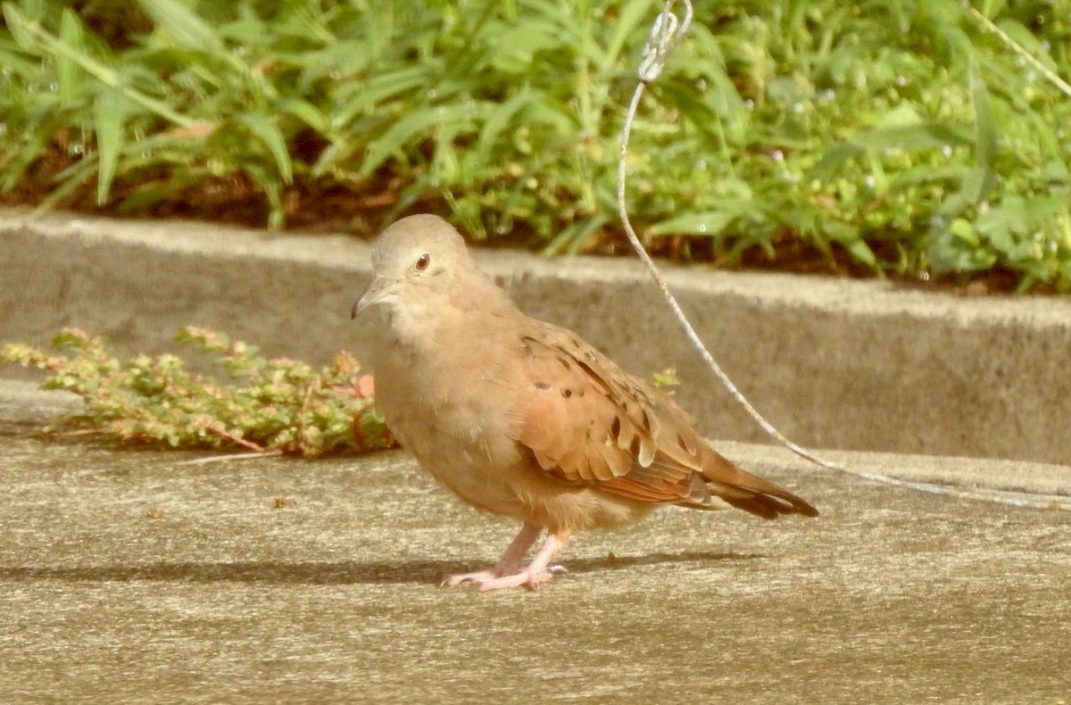 Ruddy Ground Dove - ML609989814