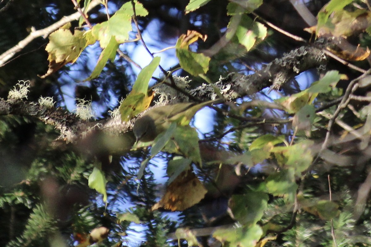 Orange-crowned Warbler - ML609989827