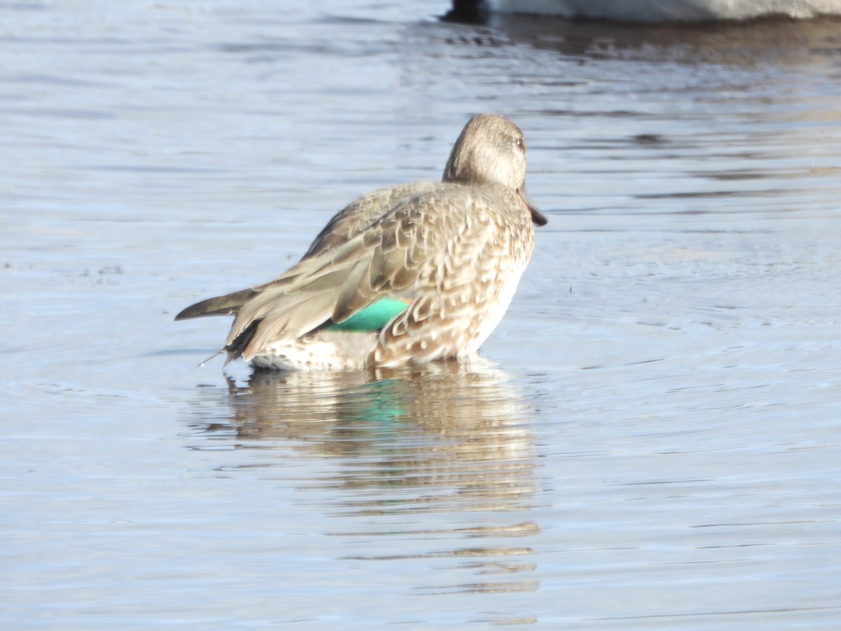 Green-winged Teal - ML609989884