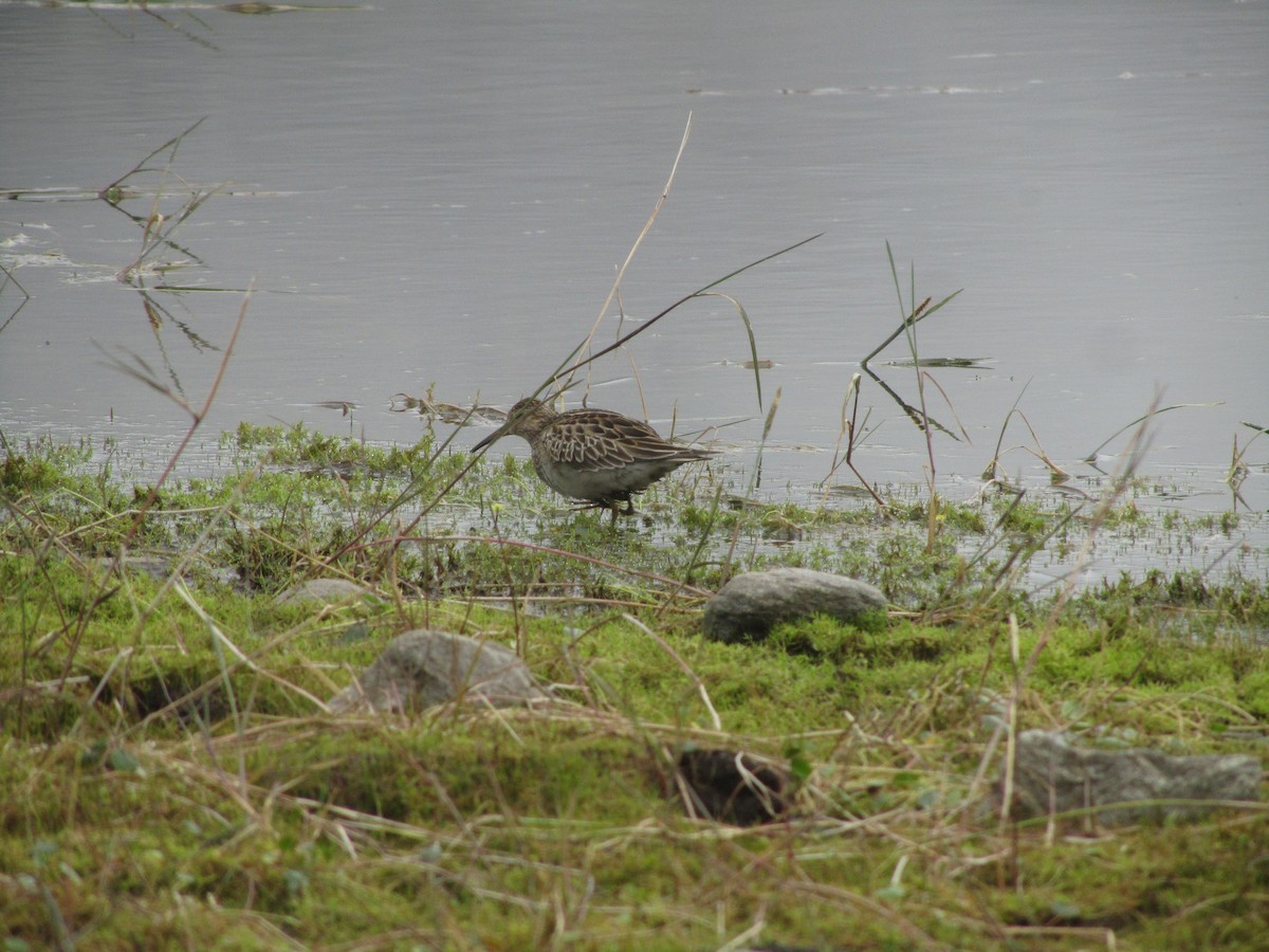 Bécasseau à poitrine cendrée - ML609989898