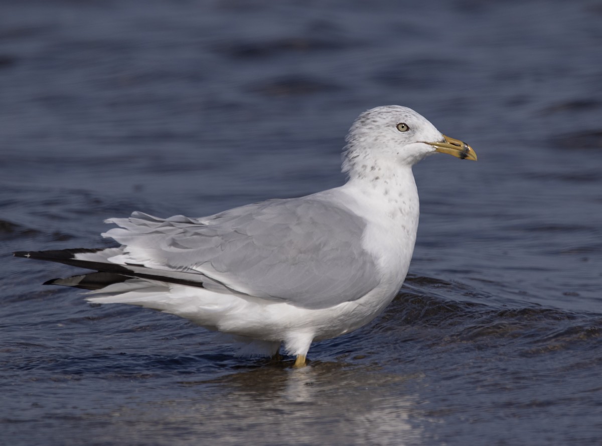 Ring-billed Gull - ML609989902