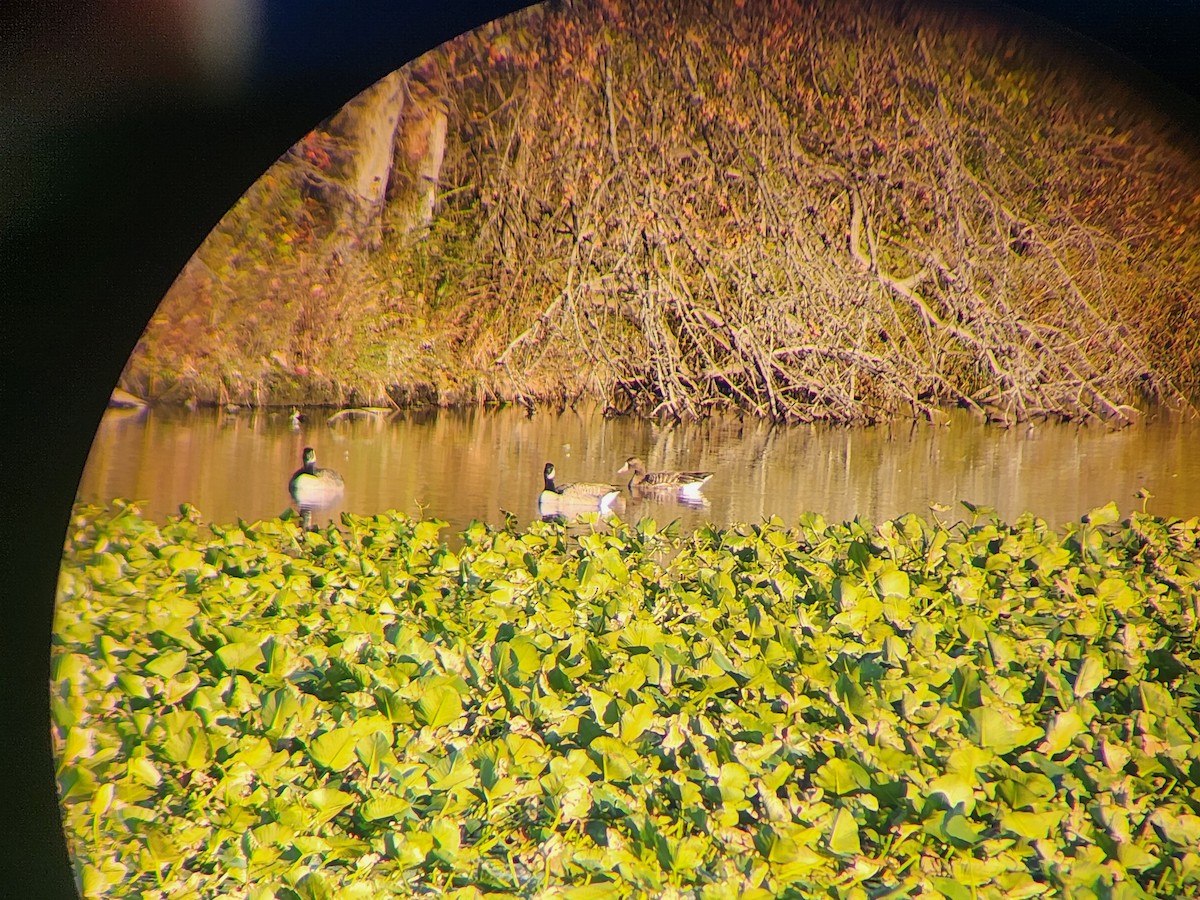 Greater White-fronted Goose - ML609989910