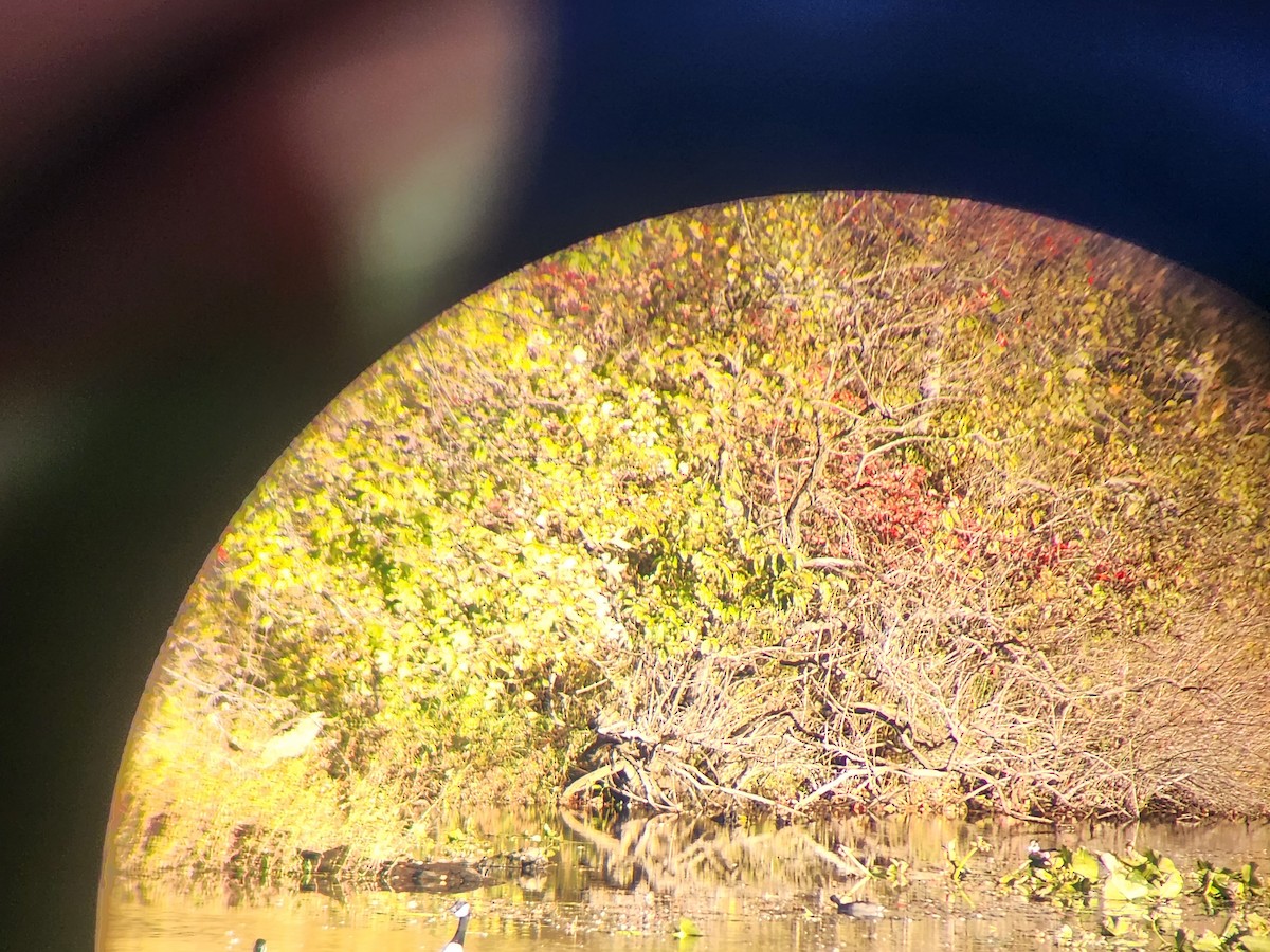 American Coot - ML609989929