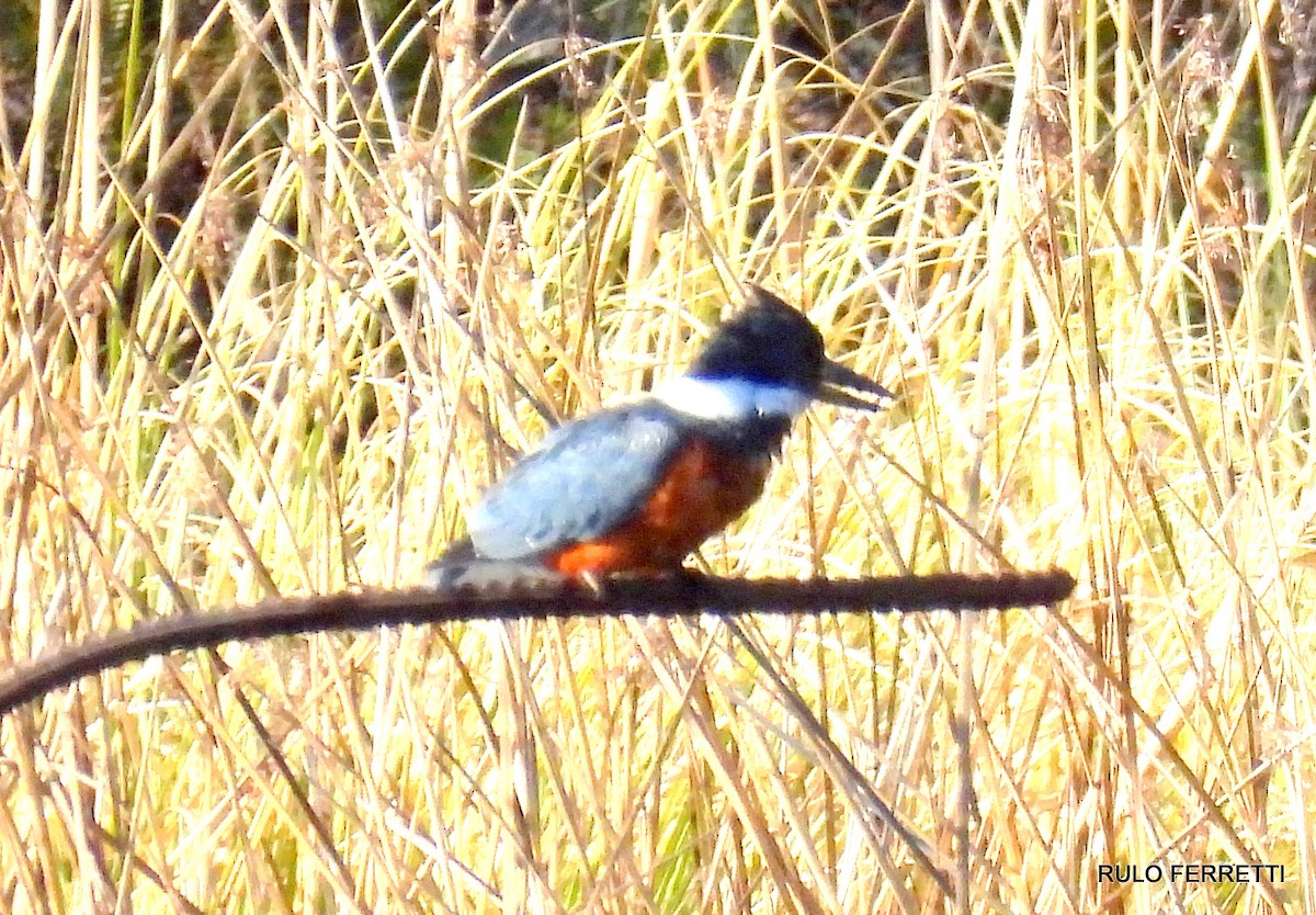 Ringed Kingfisher - ML609990052