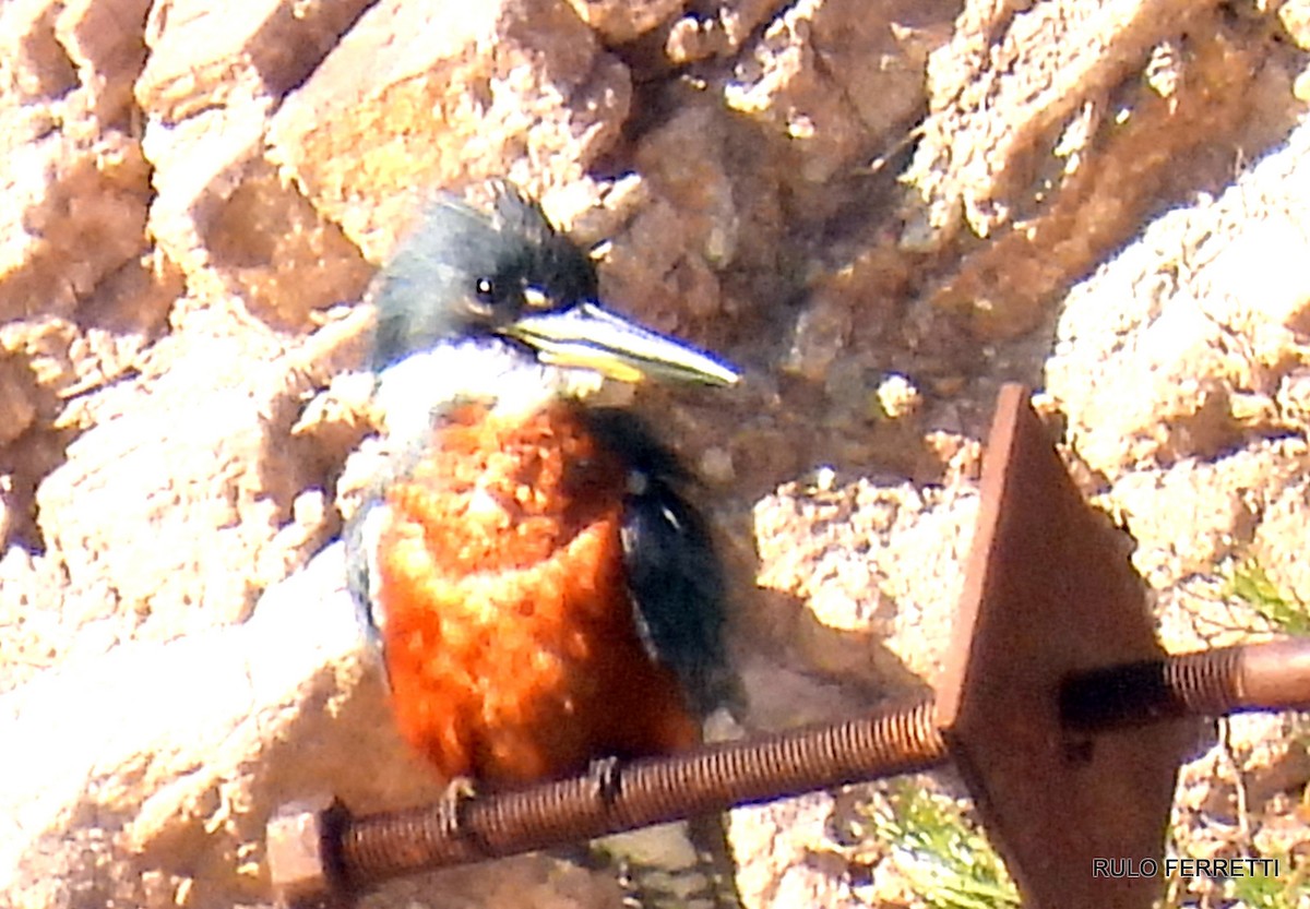 Ringed Kingfisher - ML609990078