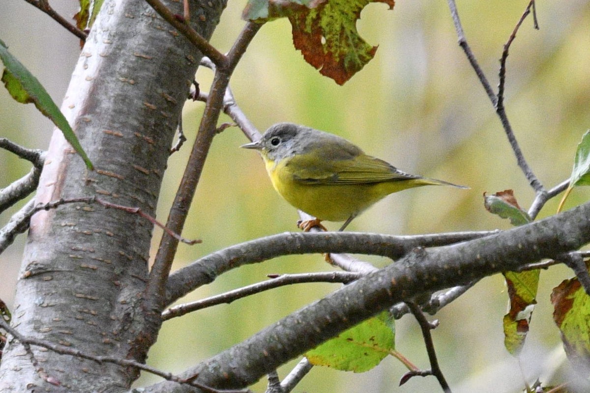 Nashville Warbler - Joel Trick