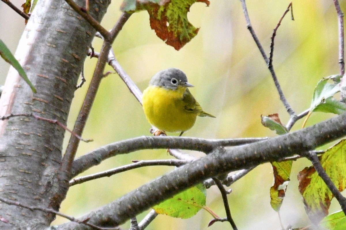 Nashville Warbler - Joel Trick