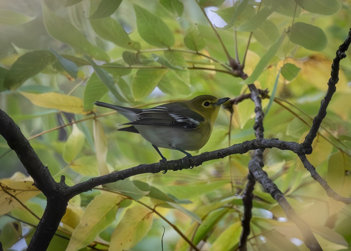 Yellow-throated Vireo - ML609990126
