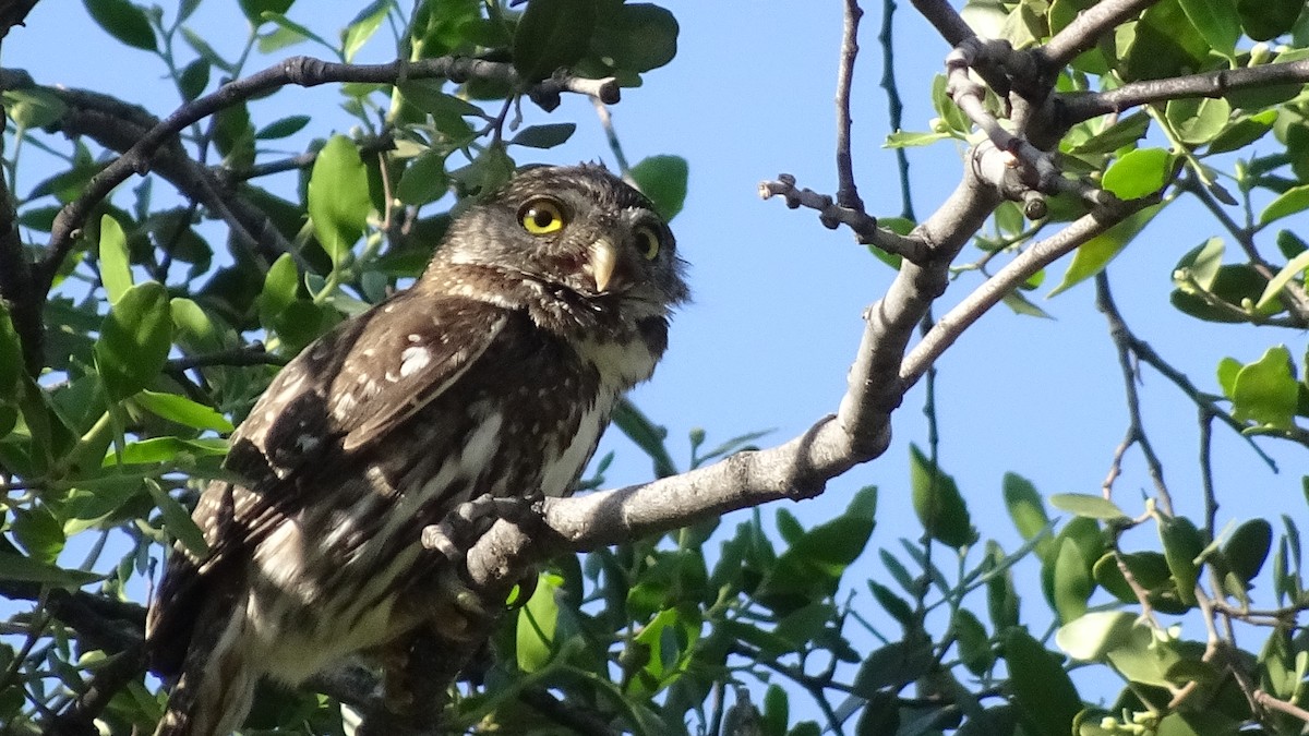 Austral Pygmy-Owl - Marco Antonio Guerrero R.