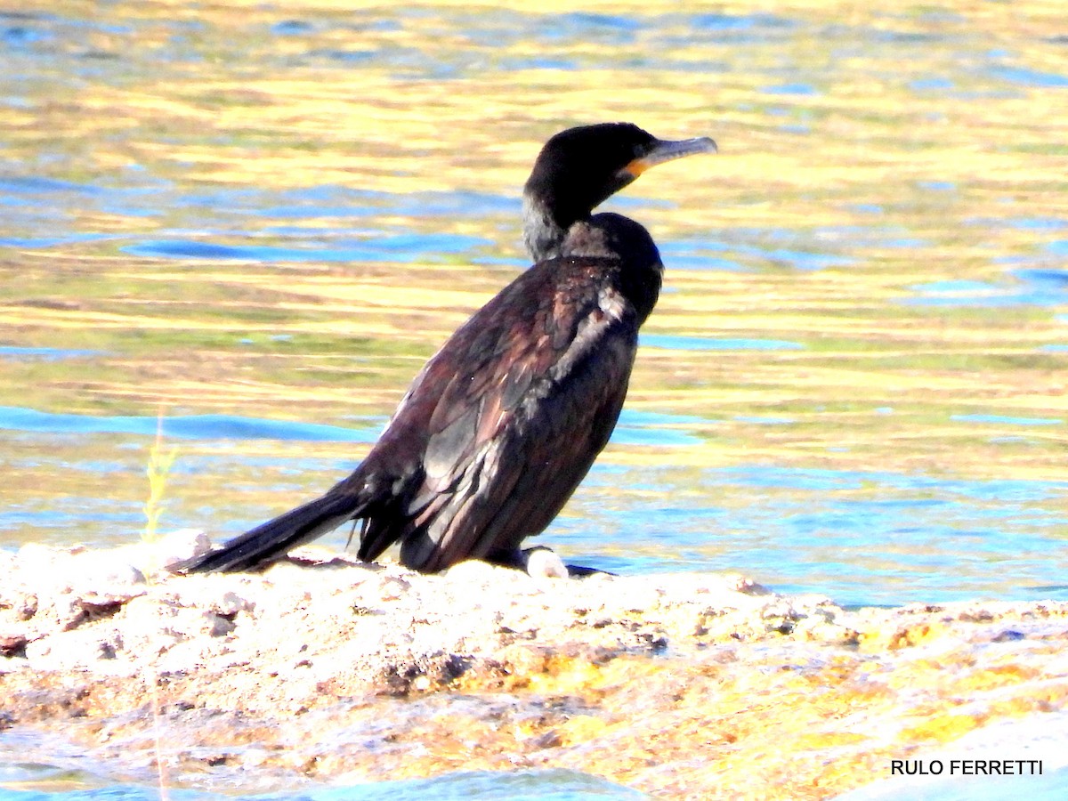 Neotropic Cormorant - ML609990420