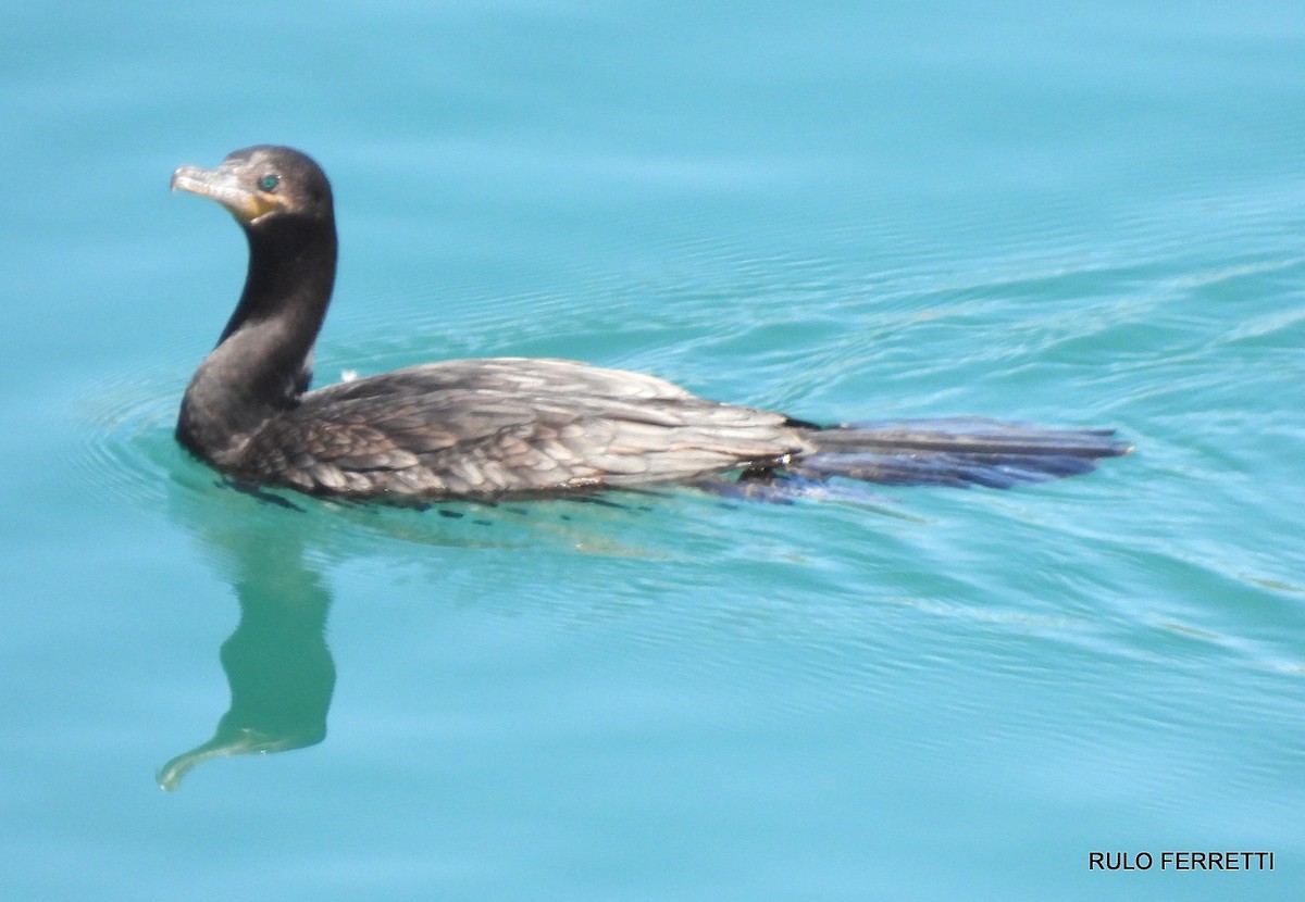 Neotropic Cormorant - feliciano osvaldo ferretti