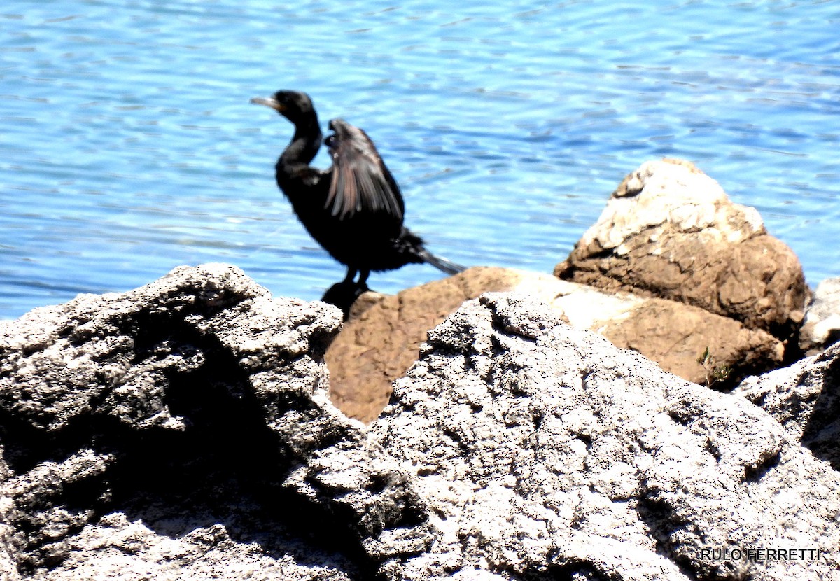 Neotropic Cormorant - ML609990483