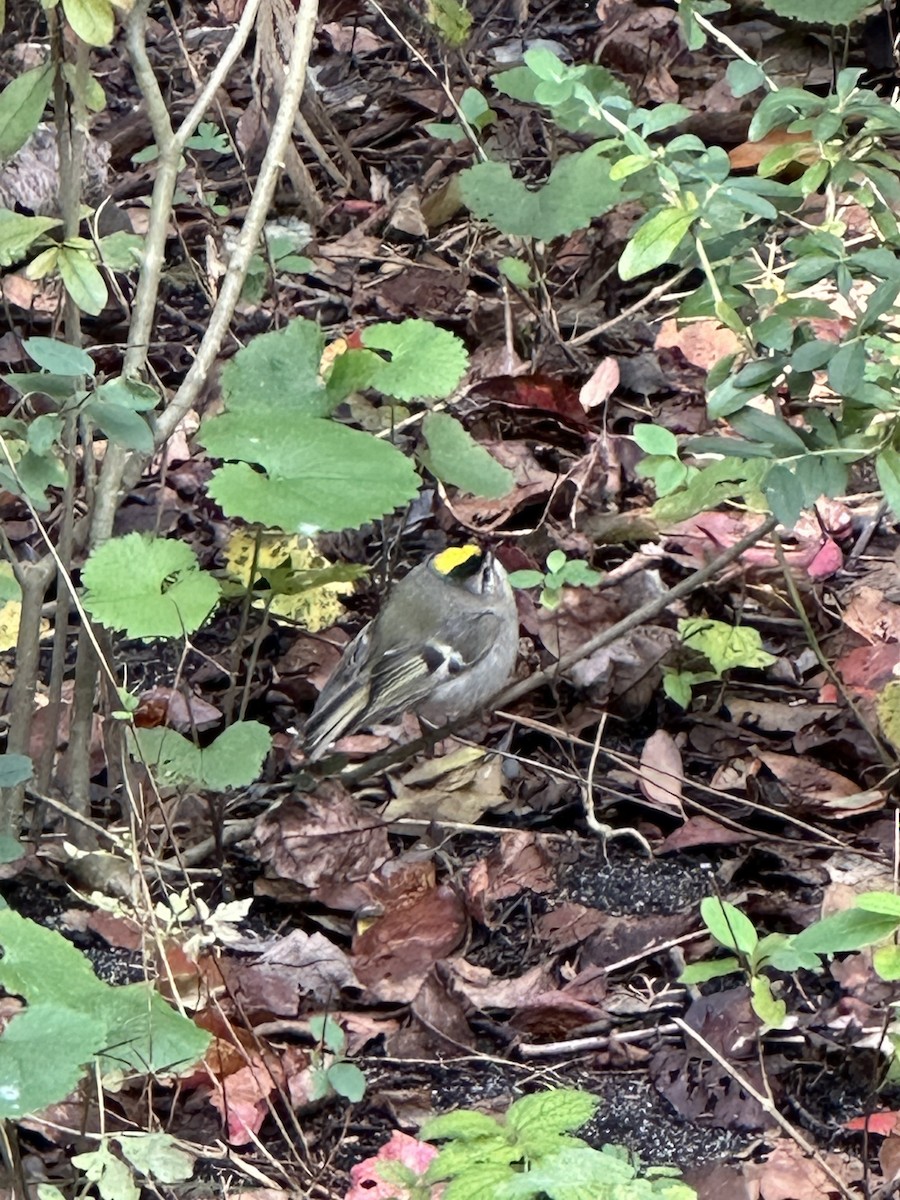 Golden-crowned Kinglet - ML609990542