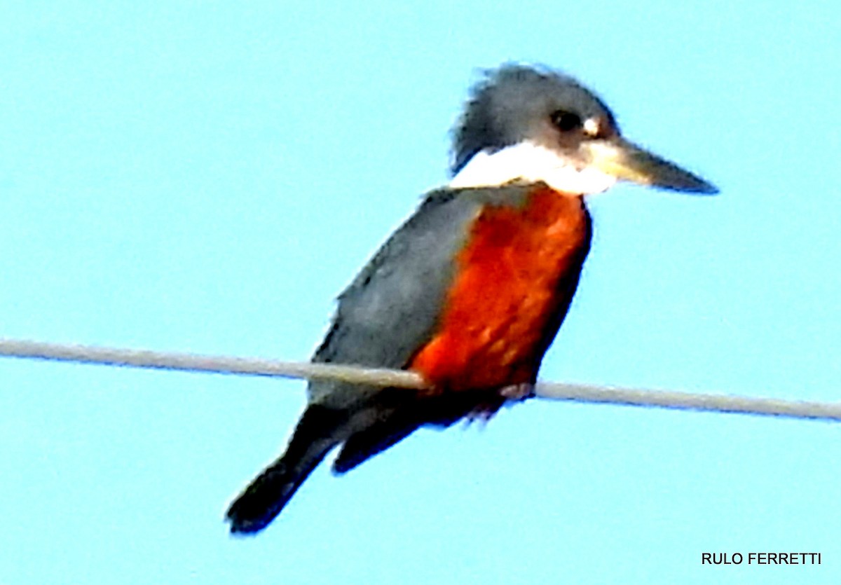 Ringed Kingfisher - ML609990622