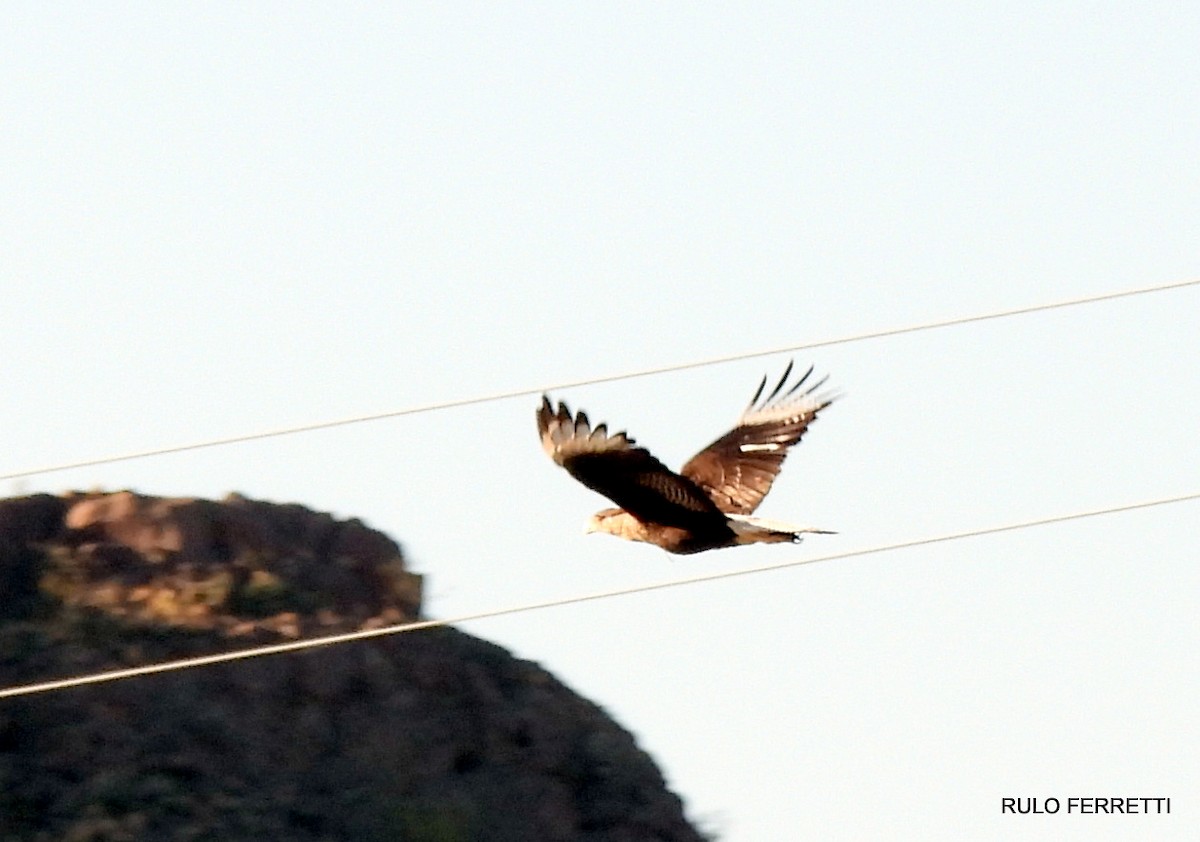 Crested Caracara - ML609990642