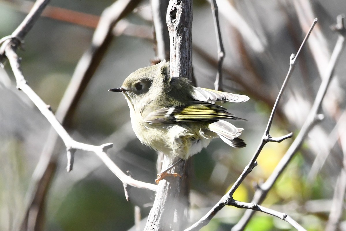 Ruby-crowned Kinglet - ML609990643