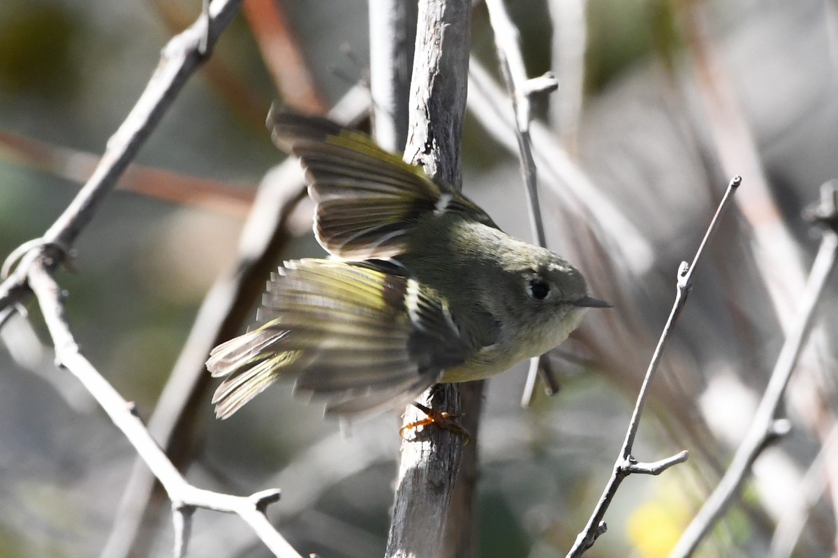 Ruby-crowned Kinglet - ML609990651