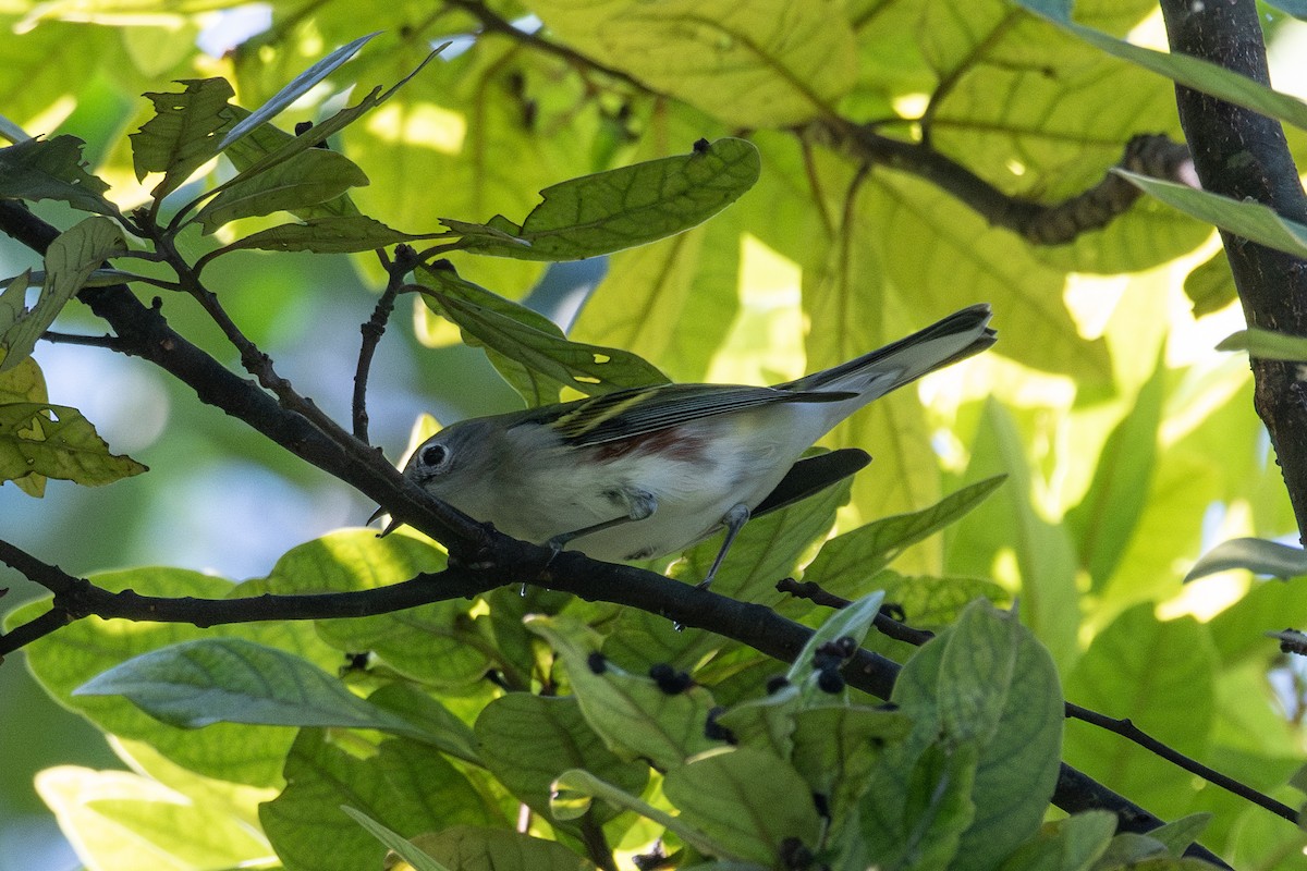 Chestnut-sided Warbler - ML609990693