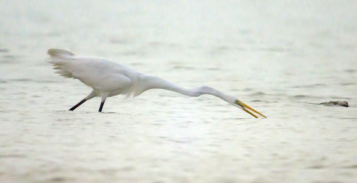 Great Egret - ML609990711