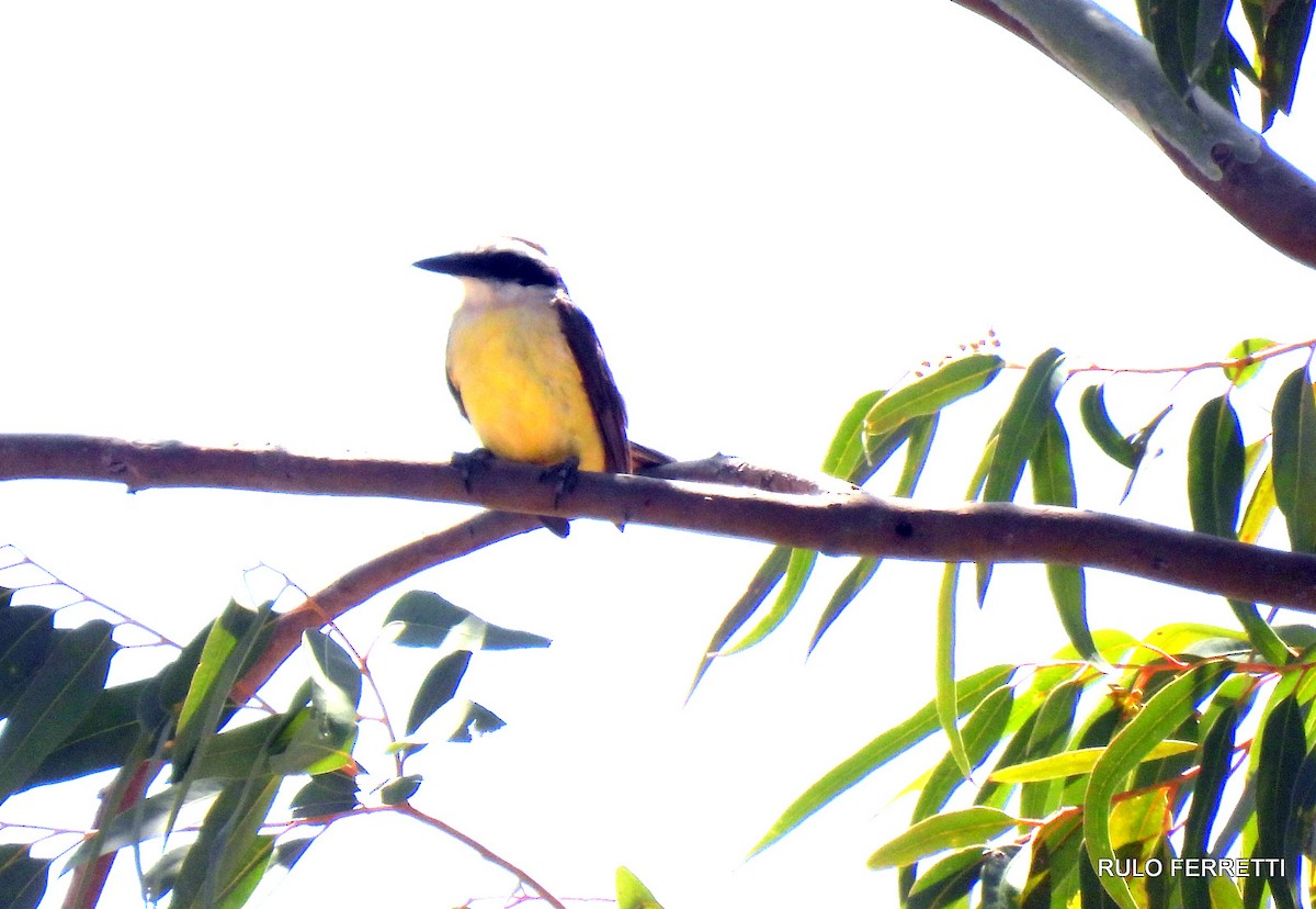 Great Kiskadee - ML609990730