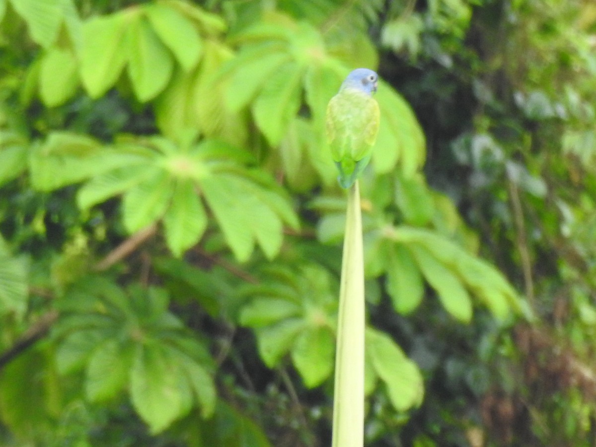 Blue-headed Parrot - ML609990734