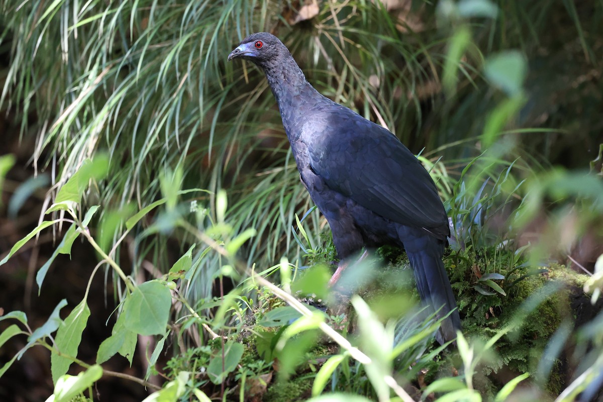 Black Guan - ML609990739