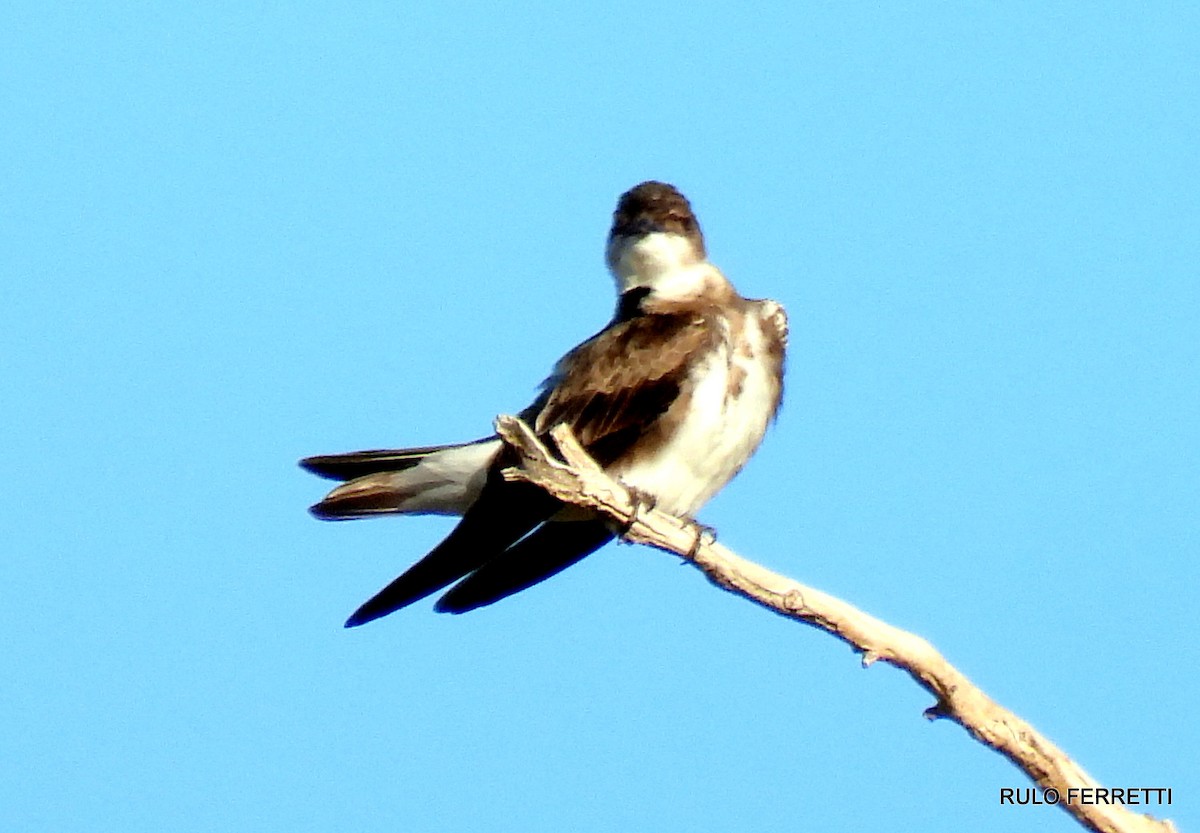 Brown-chested Martin - ML609990769