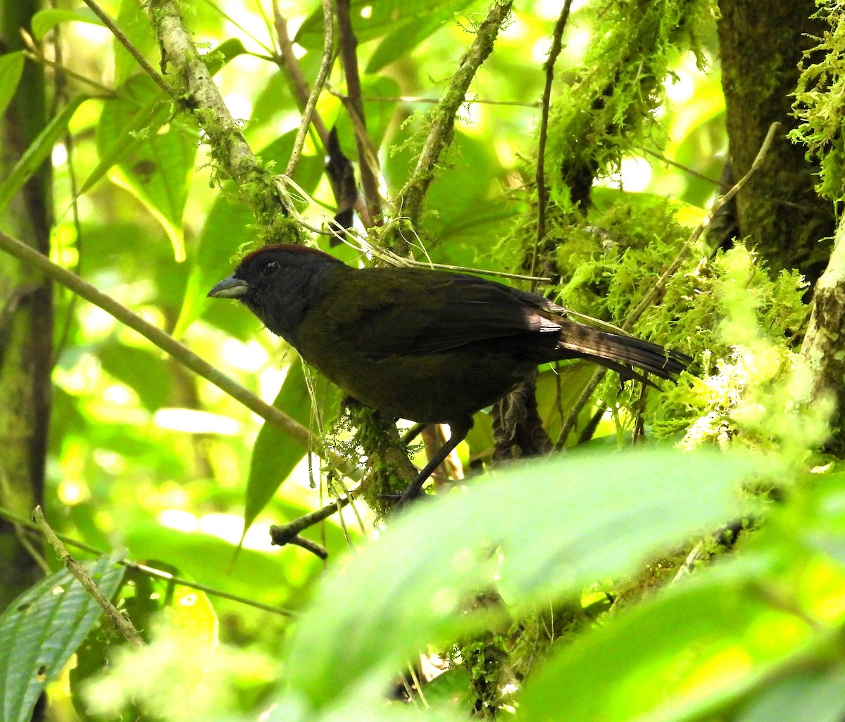 Olive Finch - Albeiro Erazo Farfán