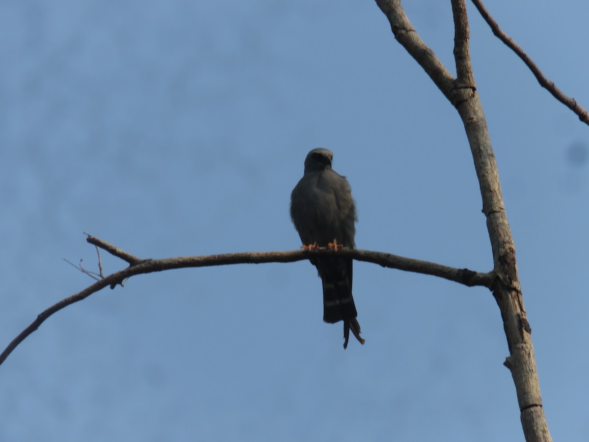 Plumbeous Kite - ML609990841