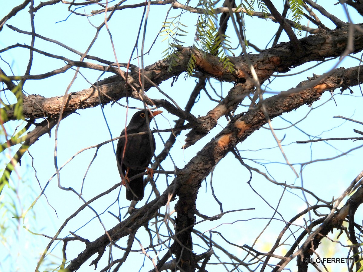 Chiguanco Thrush - ML609990852