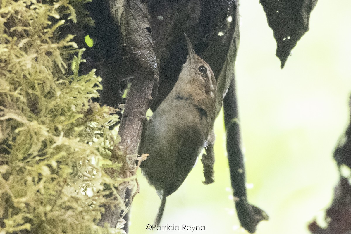 Mountain Wren - ML609990857