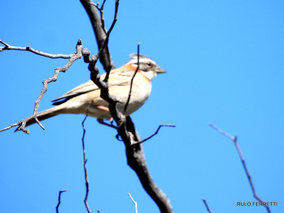 Rufous-collared Sparrow - ML609990880